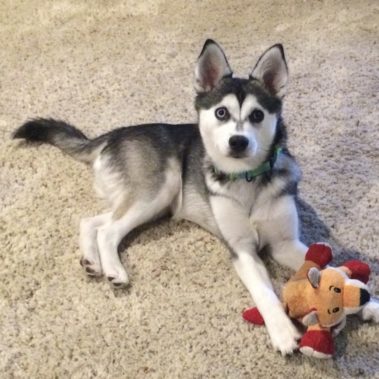 Dog Training Graduate