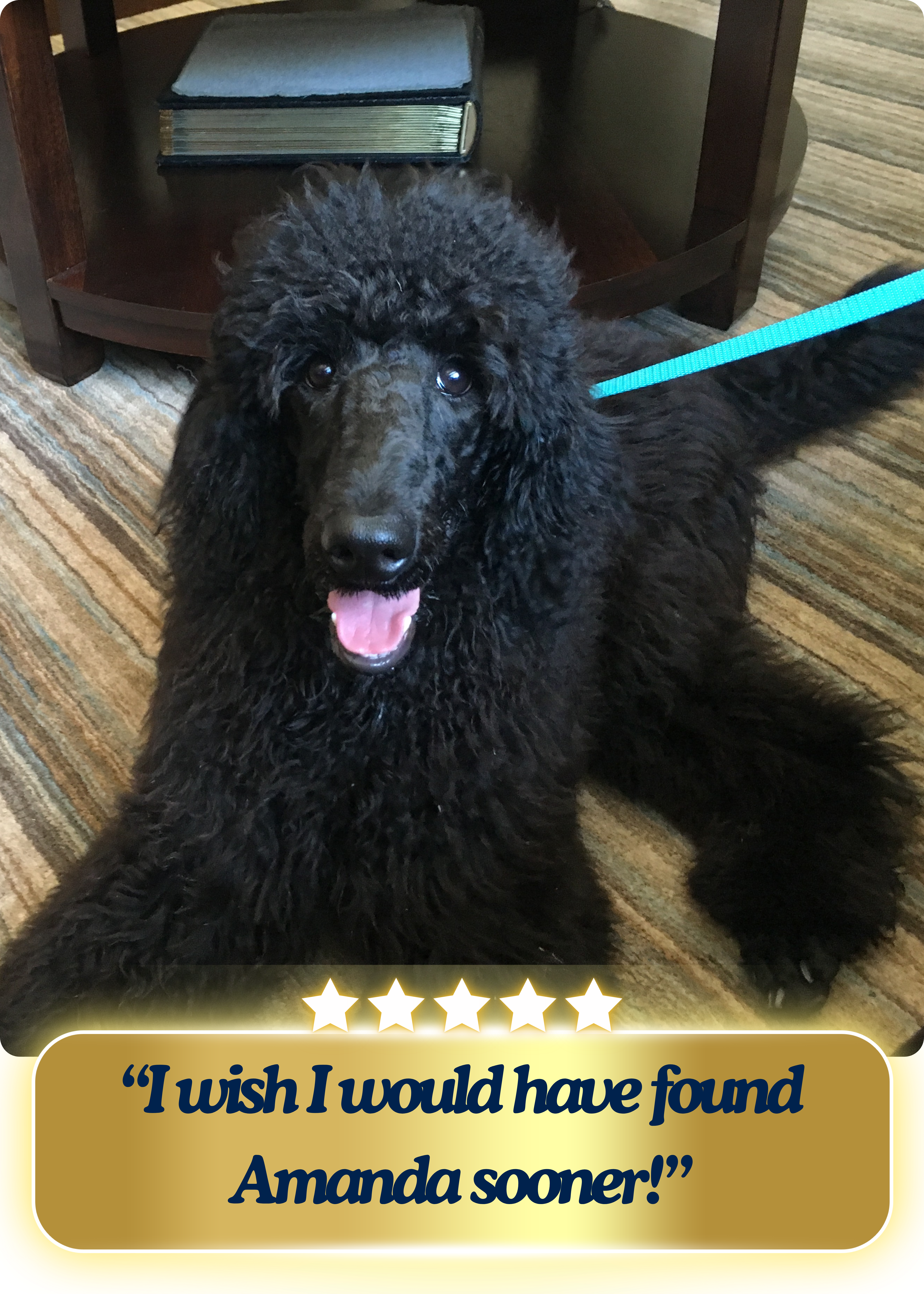 Black poodle being a good girl and holding her down