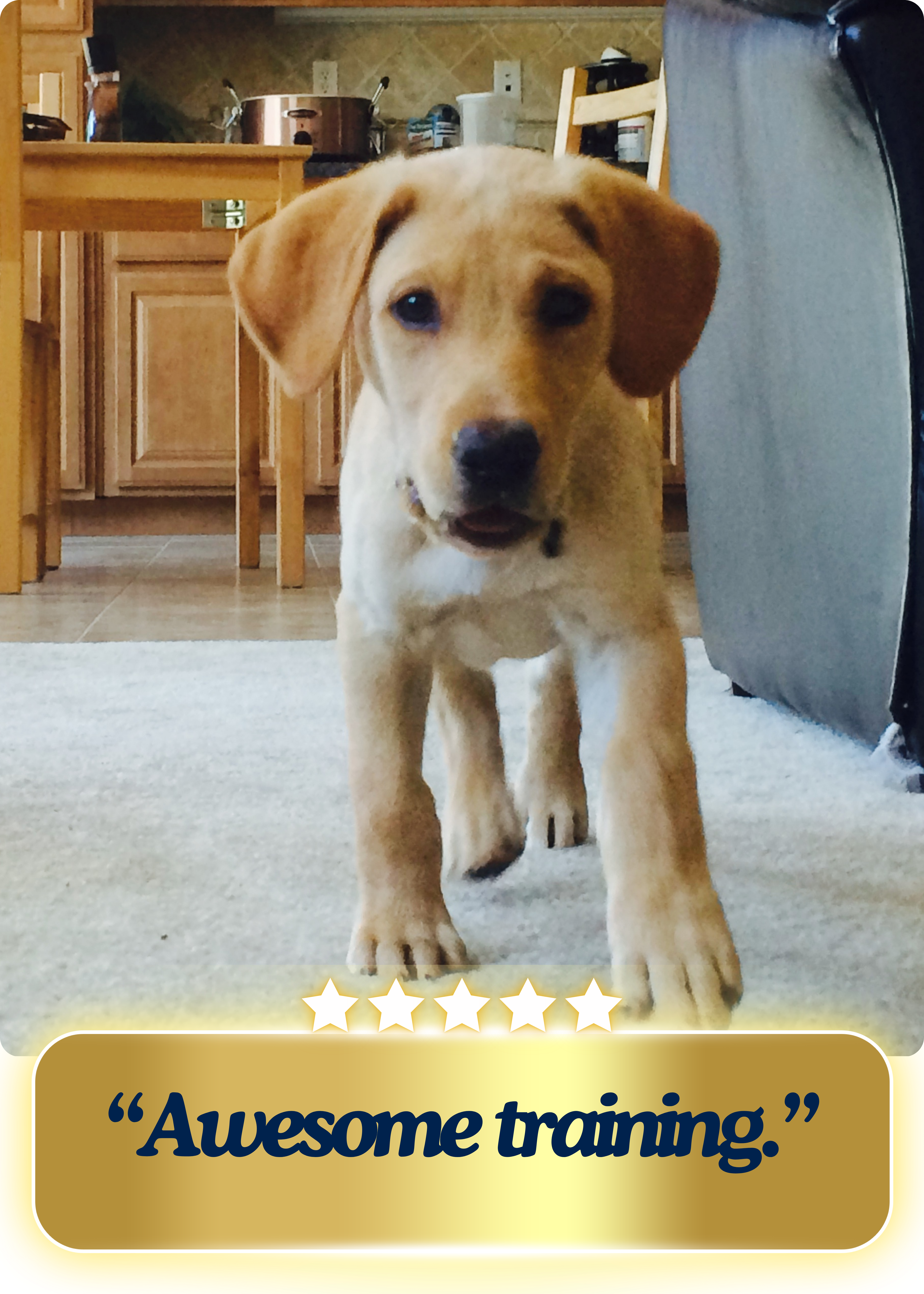 Adorable baby yellow lab puppy coming at the camera