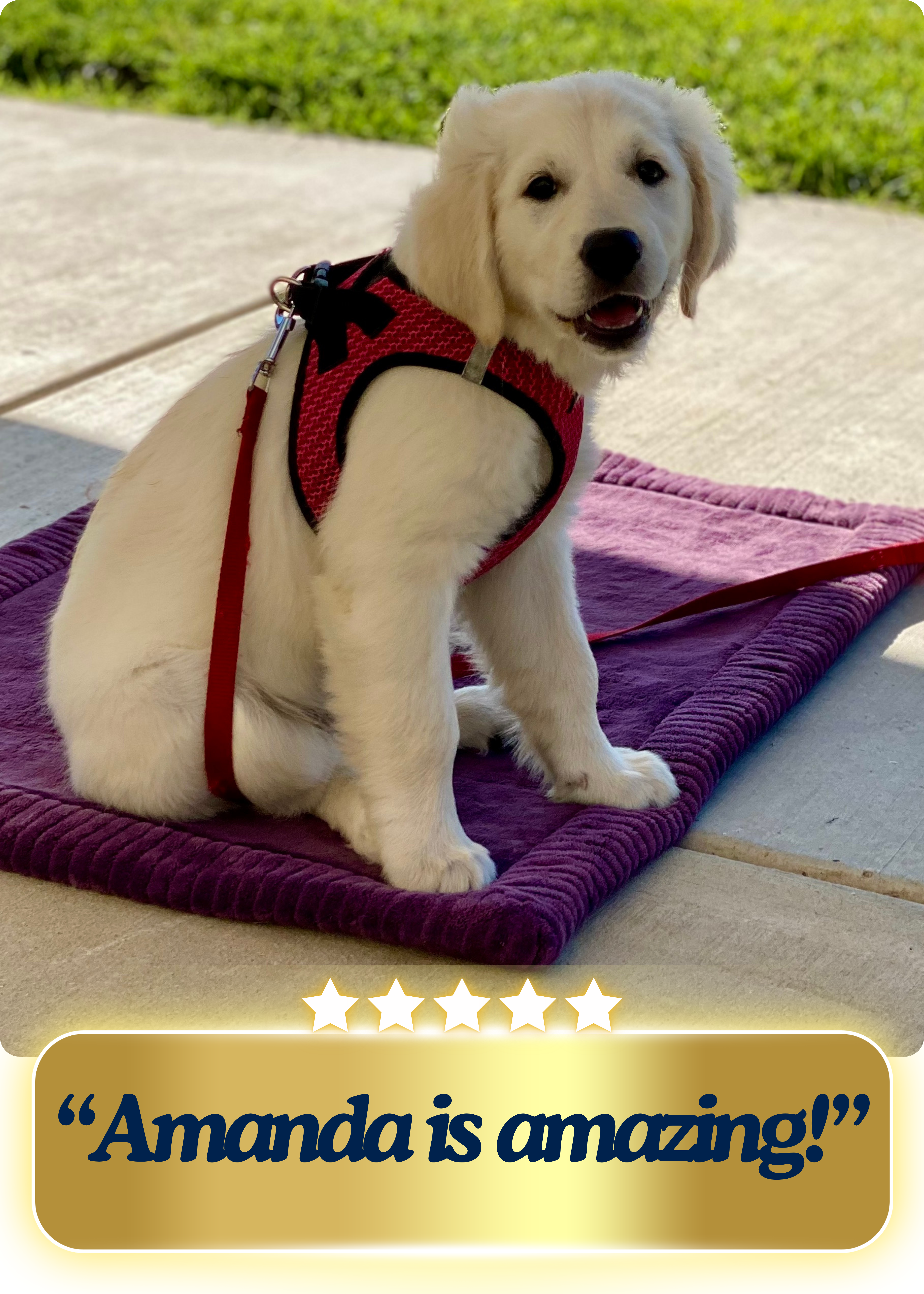 Adorable puppy sitting nicely on the purple mat, so smart!