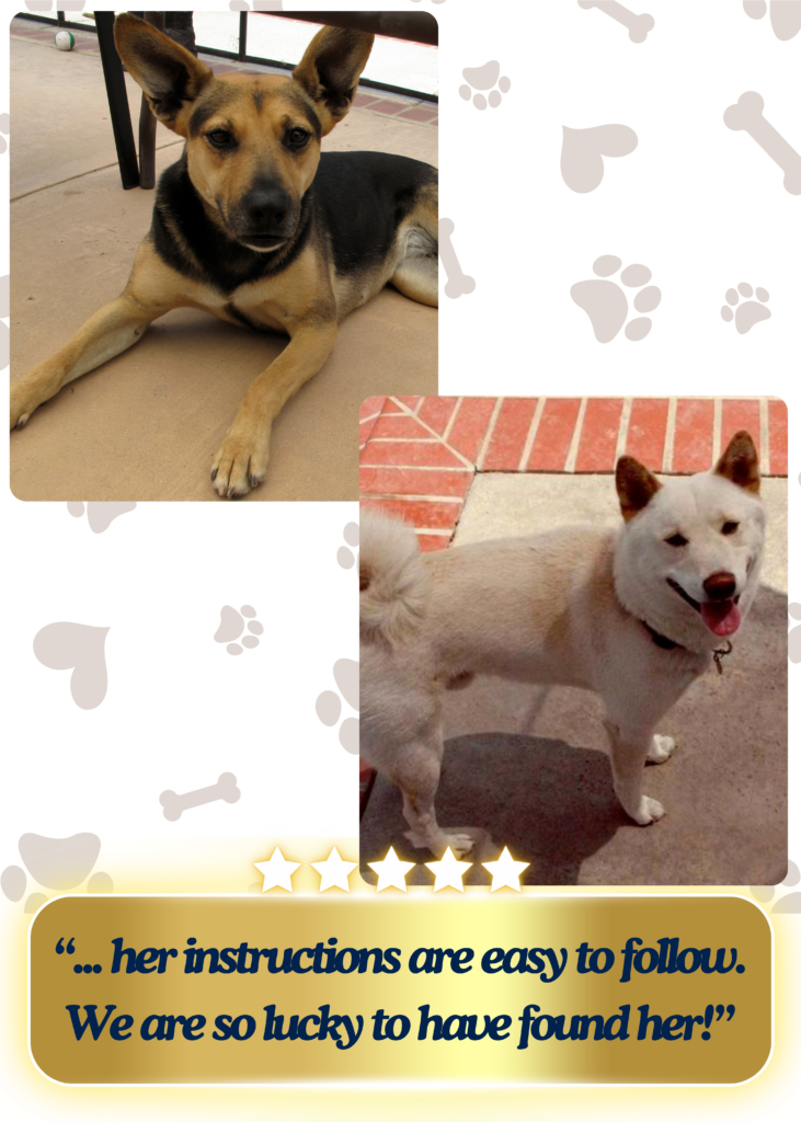 2 pups, one black and tan and one cream colored in different pictures enjoying the summer sun by the pool
