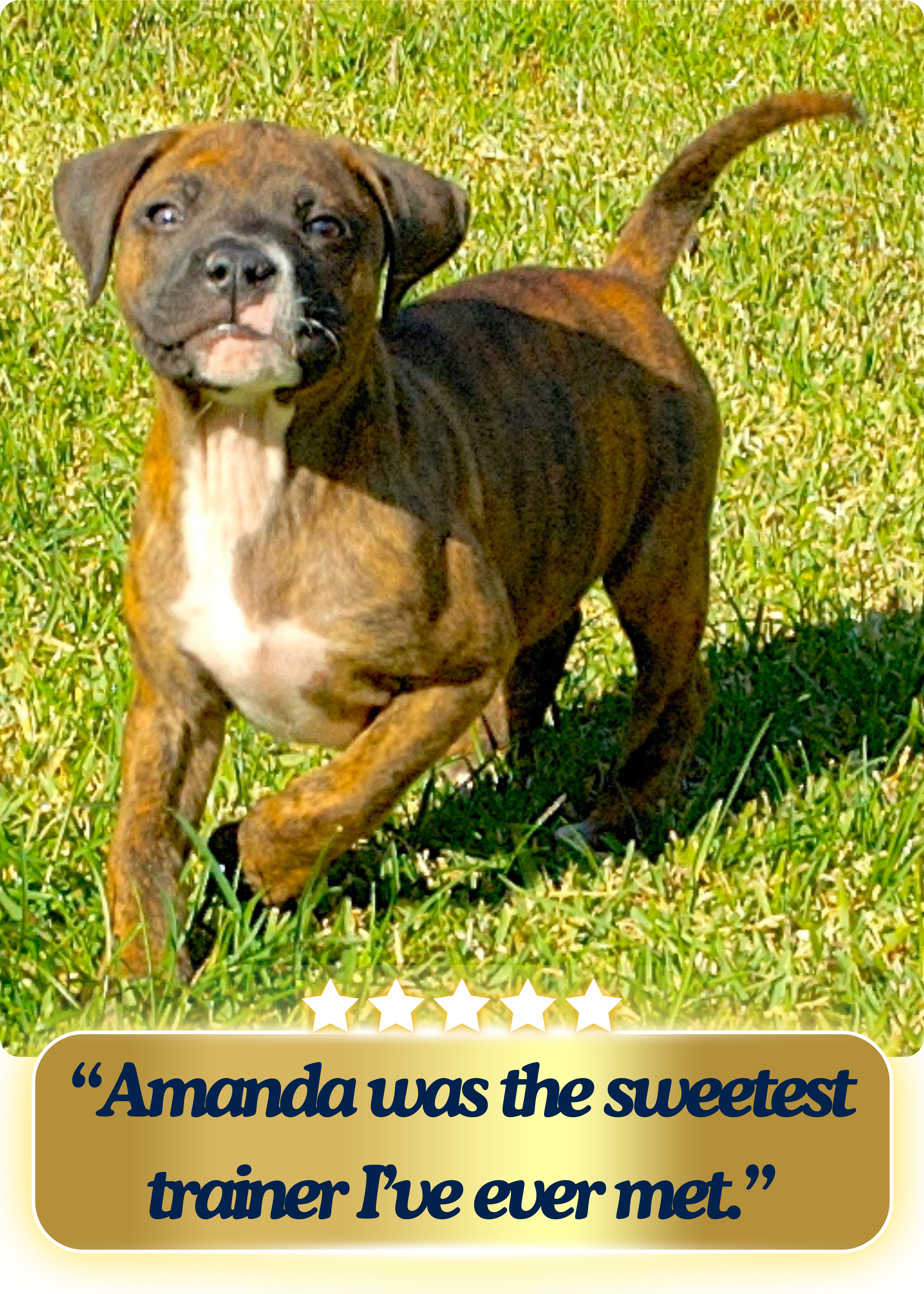 Cute brindle pitty pup struts with her head held high