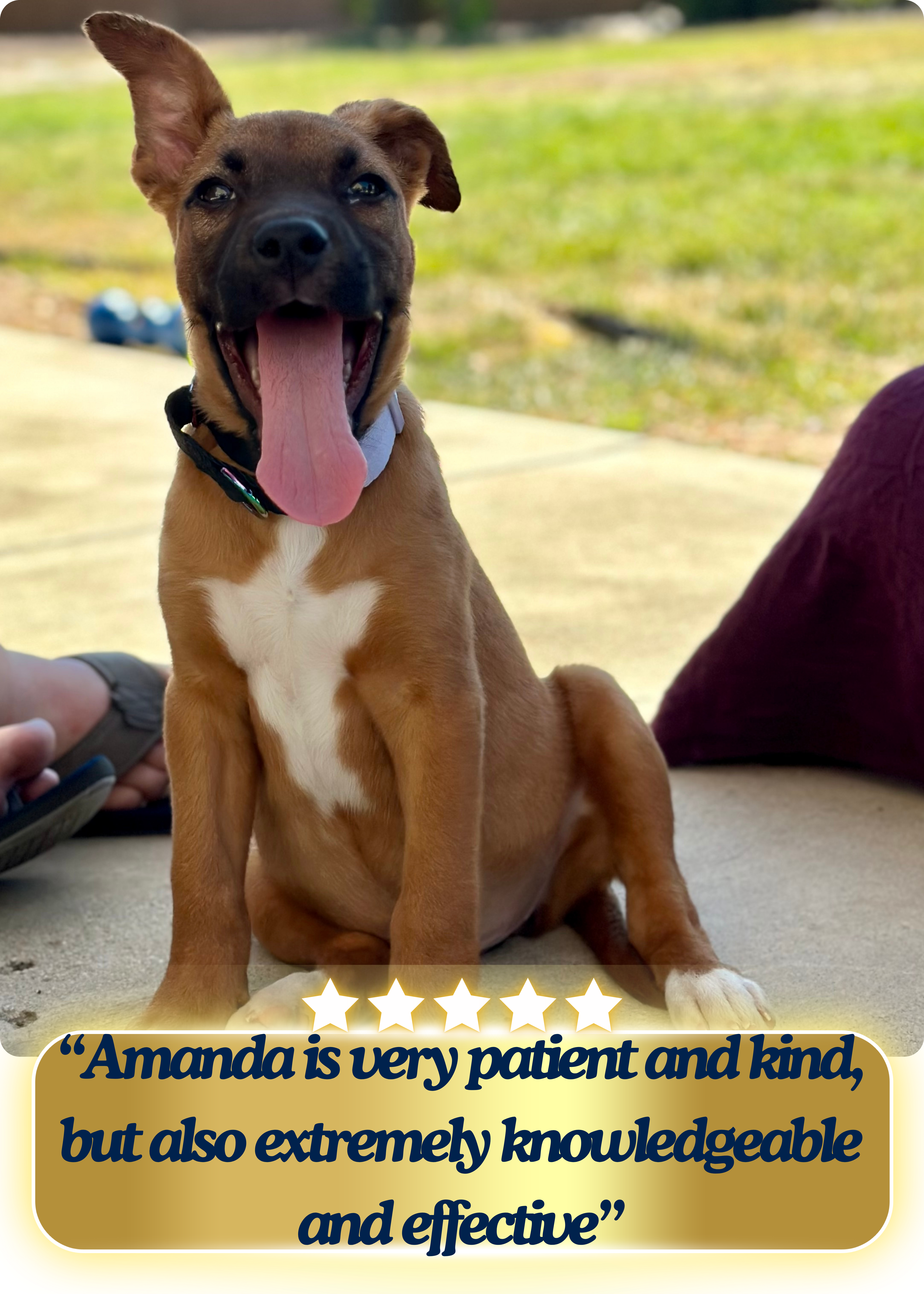 Adorable brown and white pup with on ear sticking up, and the other flopping back, tongue hanging out with a big smile!