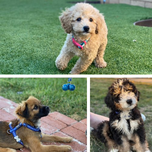 3 Puppies doing different activities