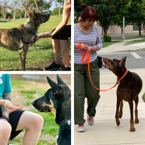 3 dogs practicing skills with their owners