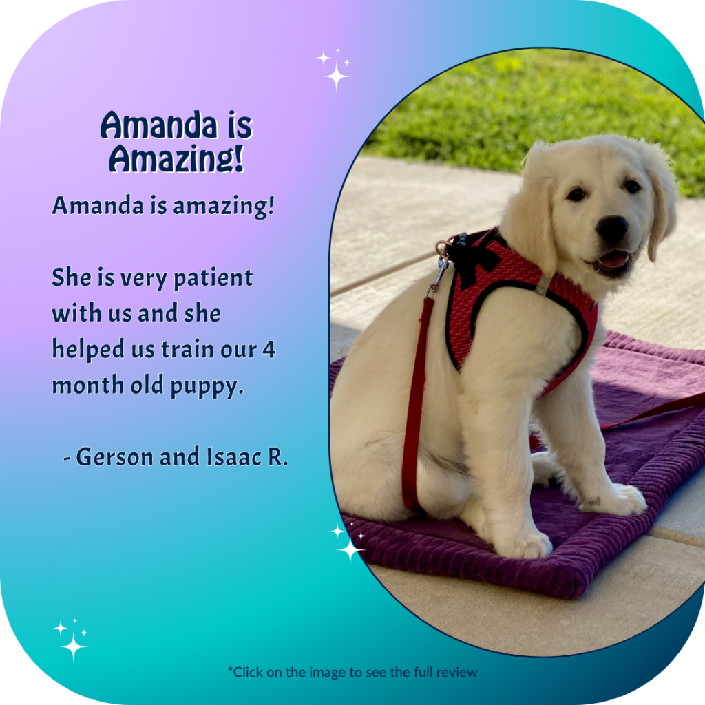 Lab puppy in a harness, sitting on a mat
