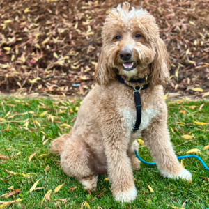 Dog sitting at park