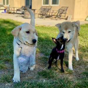 3 Puppies playing in the yard