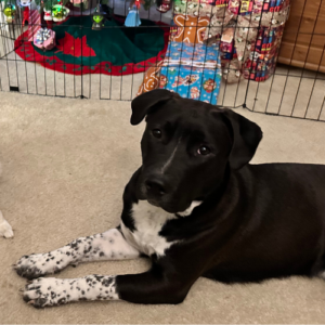 black dog with freckled paws sitting in front of holiday tree while at board and train program.