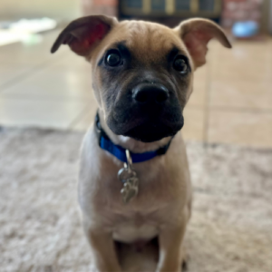 Adorable puppy looks up towards camera